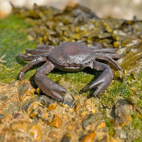 Crab Garden Ornament In Cast Iron - Image 2